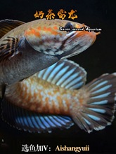 巴卡雷龙鱼黄金眼镜蛇雷鱼巴卡雷龙鱼苗高端进口雷龙鱼淡水好养活