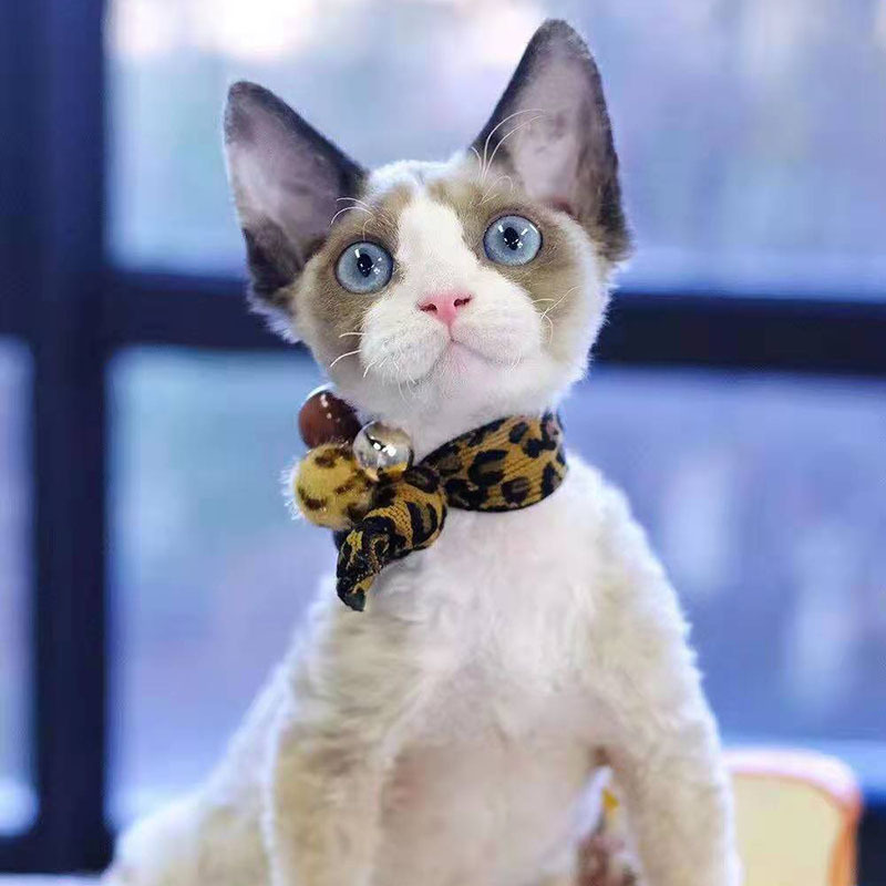 猫活体德文猫幼猫活体英短蓝白猫纯白拿破仑猫幼猫缅因猫幼猫活体