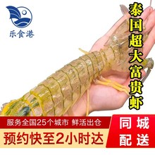 乐食港鲜活富贵虾 500g（2-3只）虾类 活虾大虾海鲜水产 500g（2-