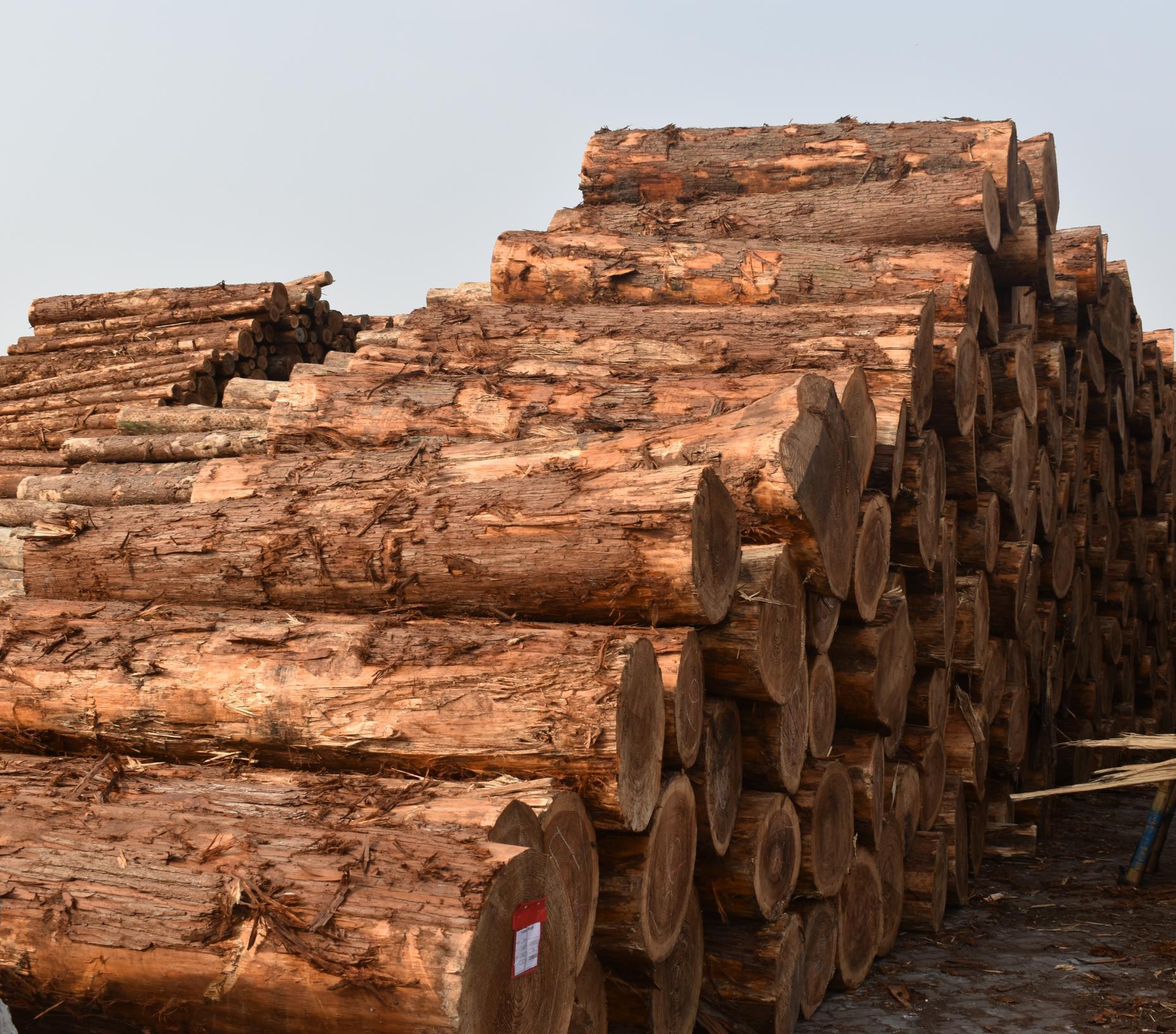 柳杉原木大口径柳杉原木棺木寿材杉木桩杉木杆工地河道打桩木削尖