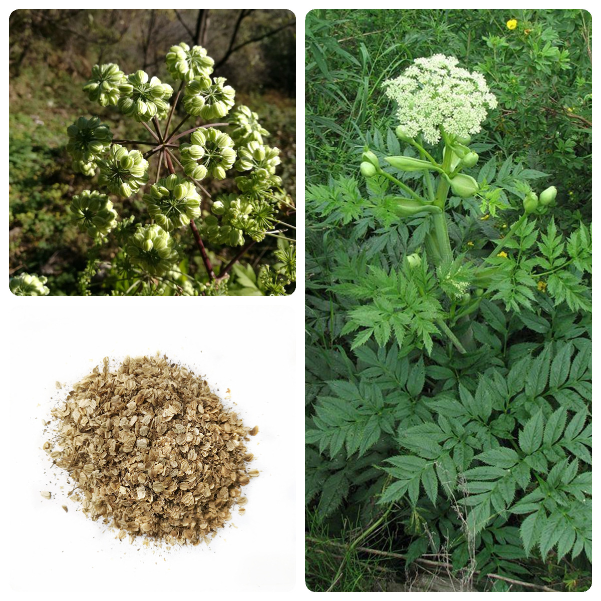 当归种子野生当归种籽中药材种子种植苗干归文无种子四季庭院