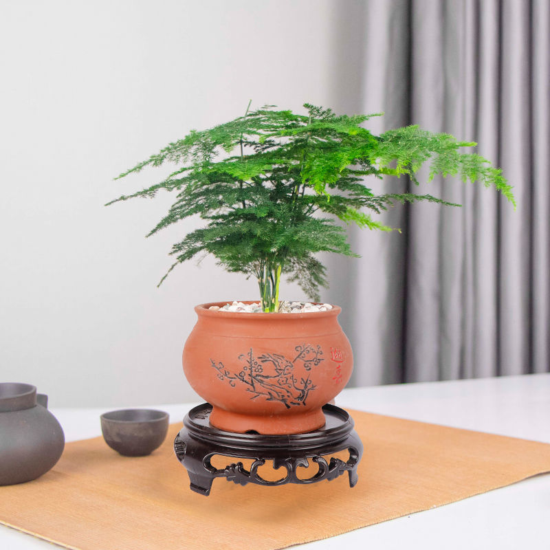 云竹盆栽植物室内餐桌办公室水培绿植文竹盆栽盆景四季常青小盆栽