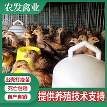 土鸡苗养殖场供应脱温绿壳蛋土鸡苗产蛋高绿壳蛋鸡苗青年乌骨鸡苗