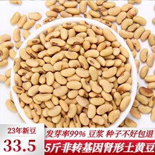 肾形黄豆 笨黄豆2500g农家自种老品种小黄豆豆浆豆腐