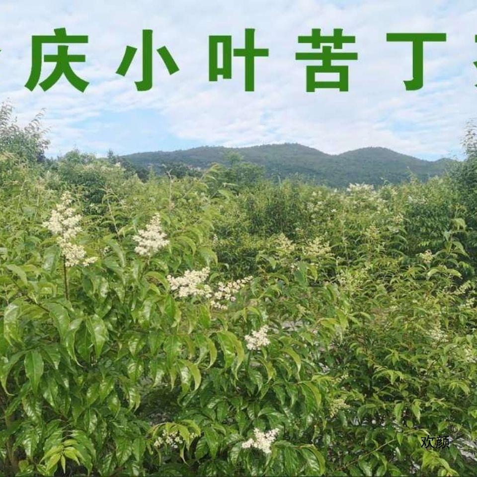 贵州余庆发酵小叶苦丁茶月坤东南特选一级原装.-阿里巴巴