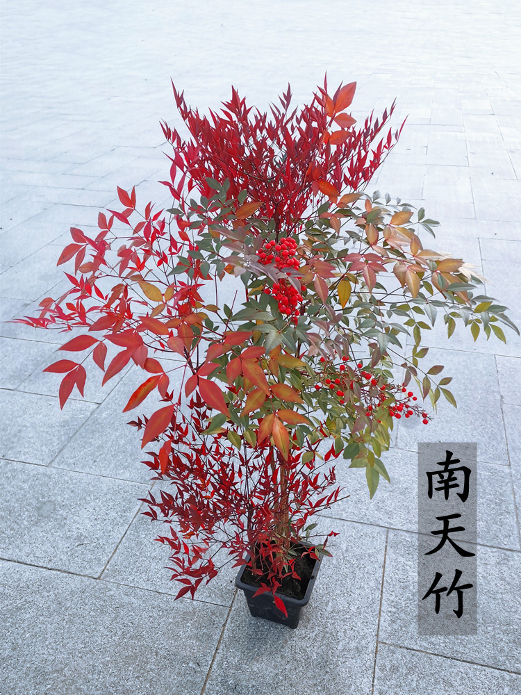 南天竹苗盆栽红天竺大花苗火焰南天竹老桩盆景果植物果叶植物耐寒