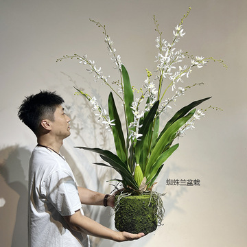 仿真石斛兰蜘蛛兰拖鞋兜兰单支假花艺青苔藓底盆栽室内茶几餐桌装