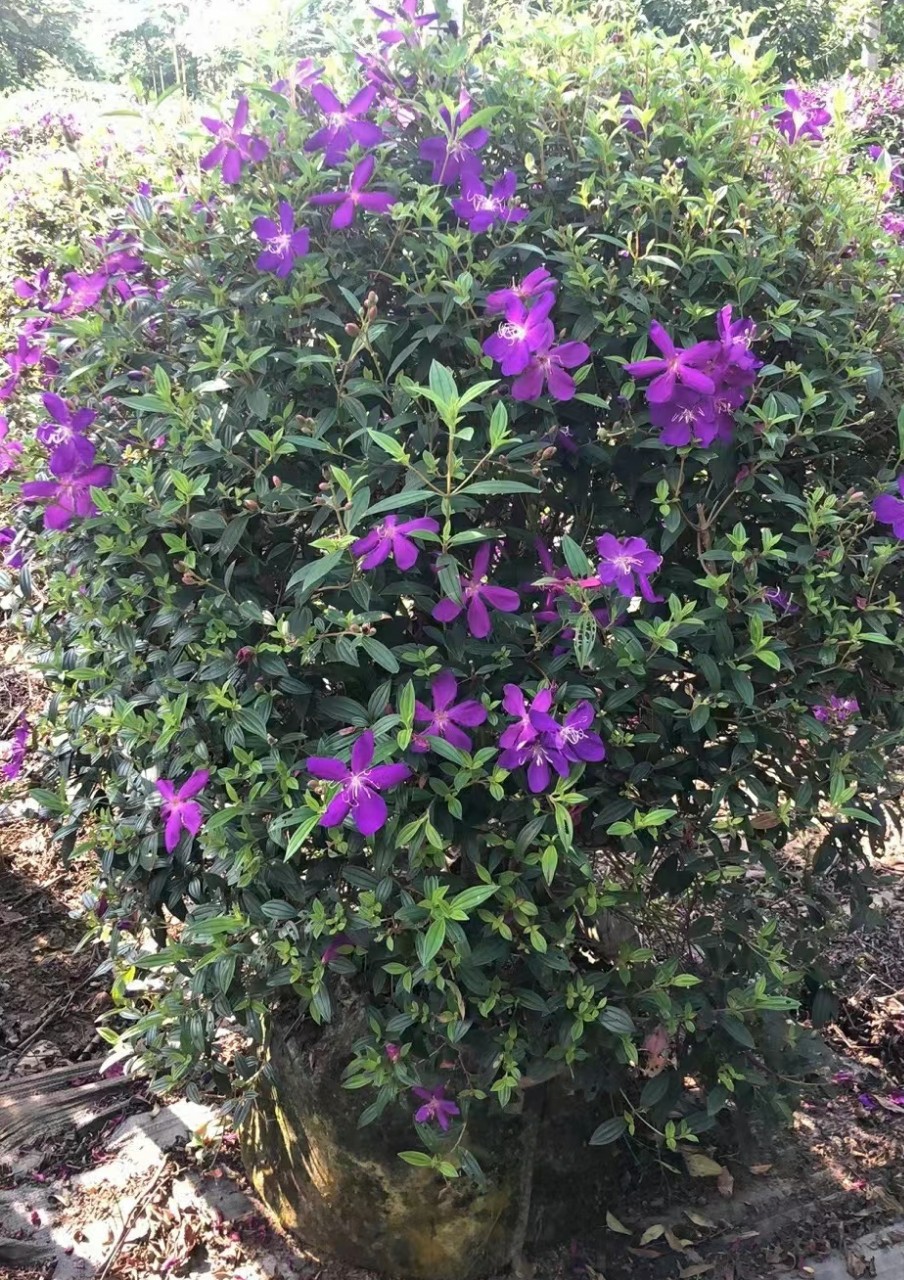 巴西野牡丹 紫花牡丹 多种规格 中山绿植地被基地直销