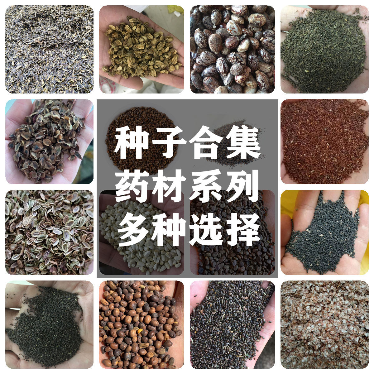 基地批发中药材种子蓖麻芍药山茱萸蛇床子芍药牛奶子射干前胡种子