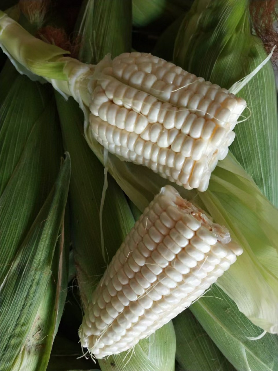 新疆西藏不发包装:纸箱 保鲜膜玉米香味浓郁,口感软糯,爆浆糯玉米9斤5