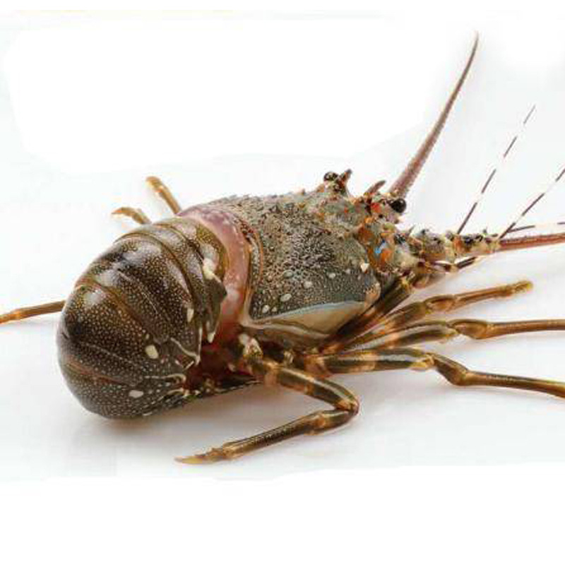 东山岛小青龙虾新鲜冷冻青龙虾海鲜澳洲鲜活速冻龙虾200g-500g