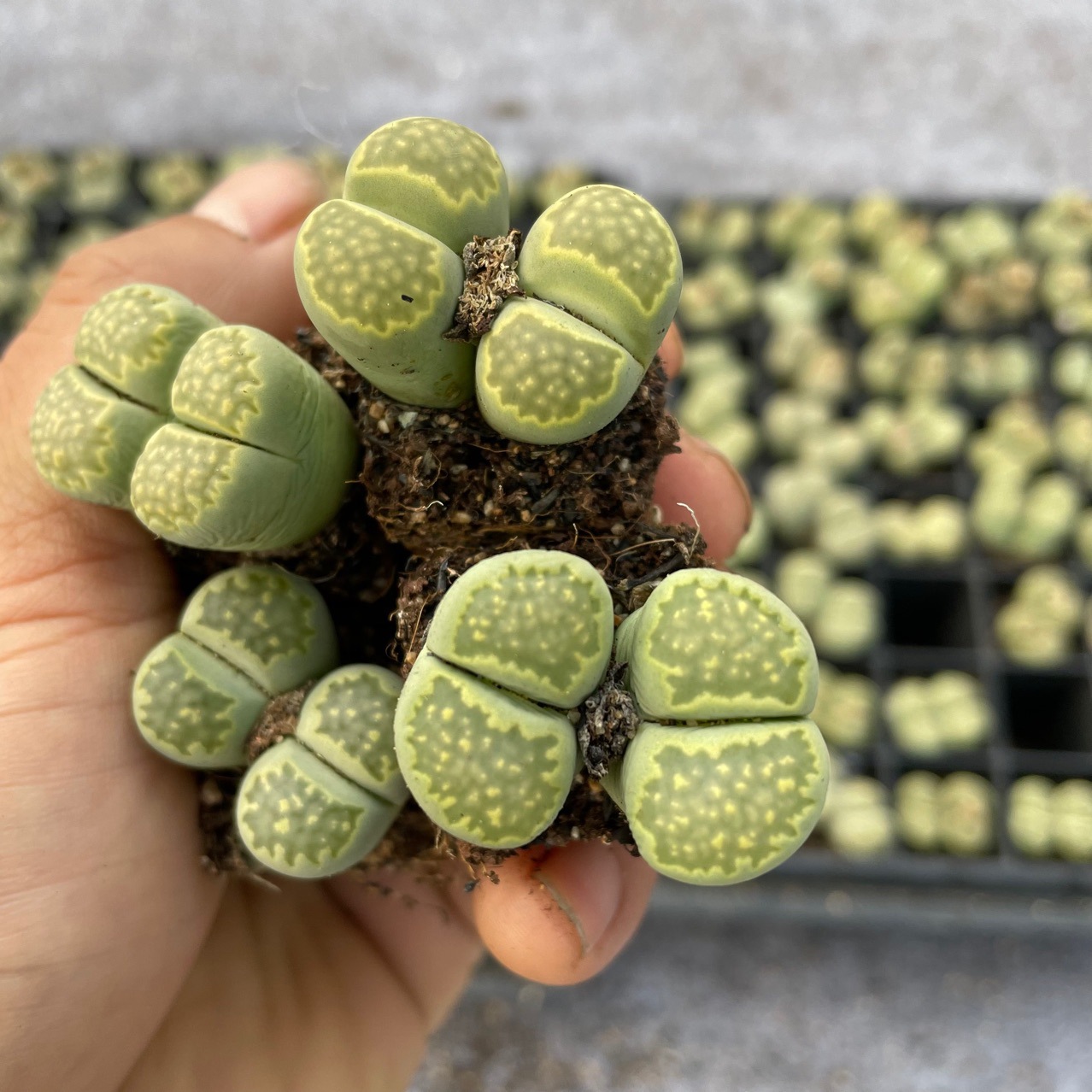 生石花绿福来双头母本批发lithops wholesale盆栽番杏科多肉植物