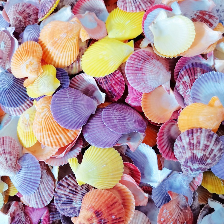 天然贝壳海螺5-6cm大七彩扇贝家居鱼缸水族馆造影场景摆饰