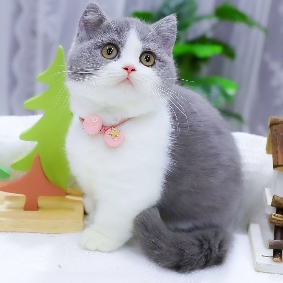 幼崽纯种蓝白猫幼猫英短猫折耳猫可爱英短毛猫活体小猫宠物猫咪