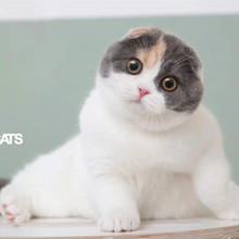 英短乳色幼猫曼基康矮脚短腿小猫咪纯种活体长毛拿破仑宠物猫橘猫