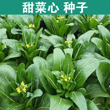 菜心种子四季甜菜心种子高产耐高温广东油青甜菜心种子蔬菜种子