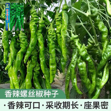 超大果32厘米螺丝椒种子陇椒龙椒种籽辣椒种子四季蔬菜种孑大全