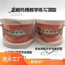牙齿模型牙科正畸带托槽假牙模型 医患沟通教学模型 矫正练习托槽