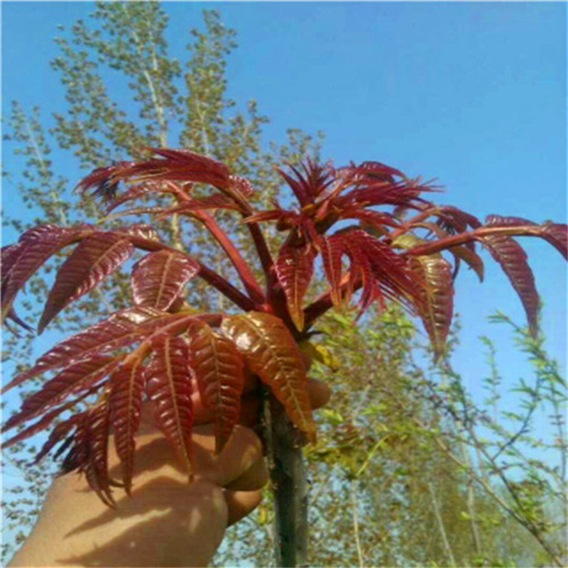 香椿苗 矮化香椿苗价格 大棚香椿苗基地 河南香椿苗批发-阿里巴巴