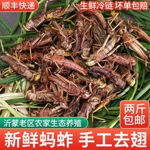 新鲜去翅膀公母蚂蚱活体速冻蚱蜢商用烧烤食材油炸蝗虫草蜢鸟鱼食