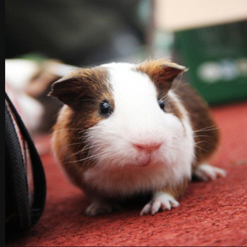 荷兰猪活体宠物豚鼠荷兰兔饲料荷兰鼠包活包邮宠物兔活体健康送笼