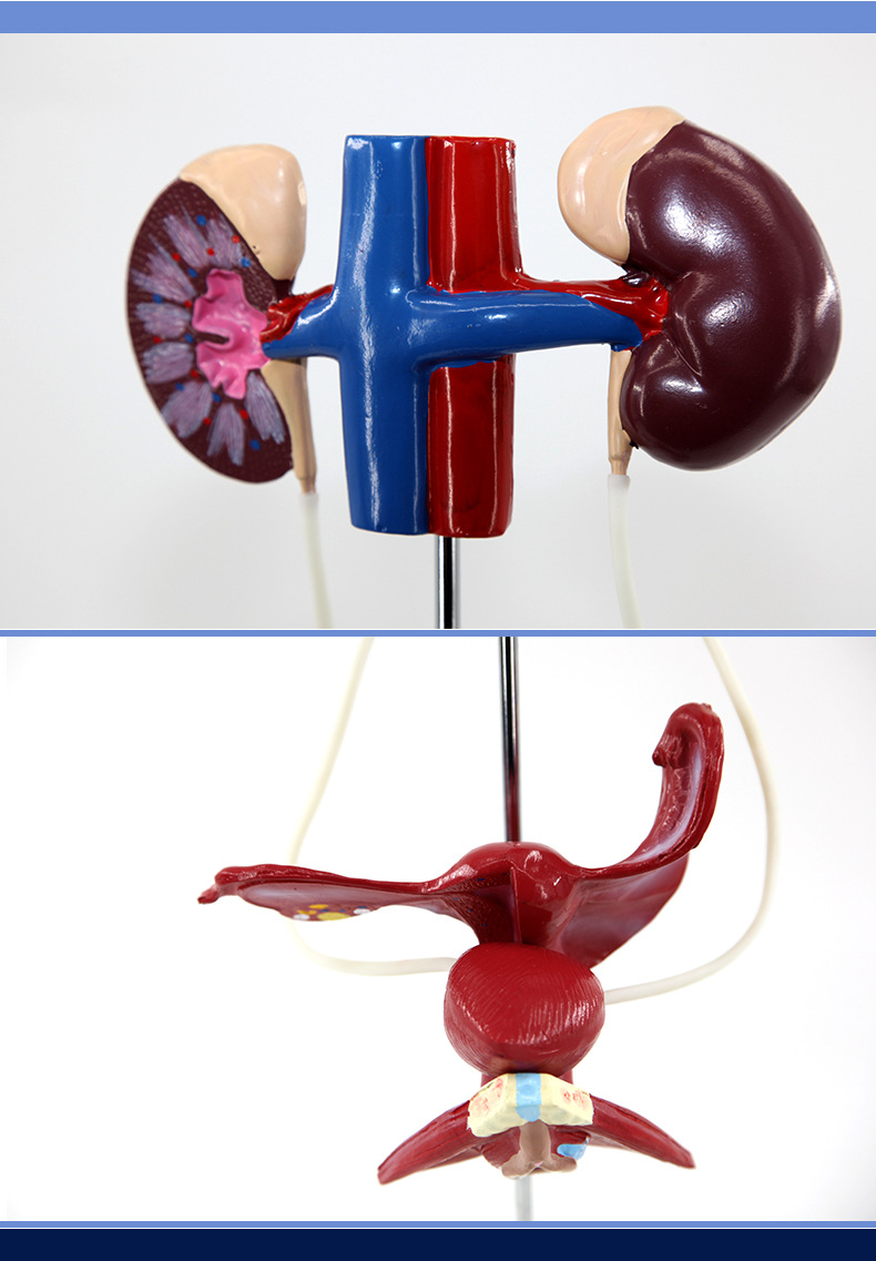 青华男性女性泌尿系统模型演示生物仪器医学人体研究学校学生学习