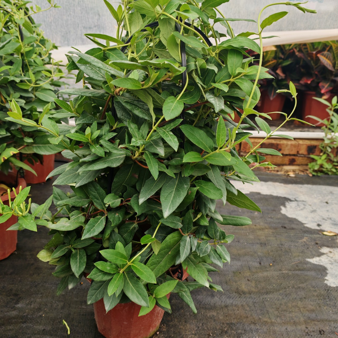 金银花树苗金银花苗浓香花卉耐寒植物鸳鸯藤盆栽四季开花爬藤食用