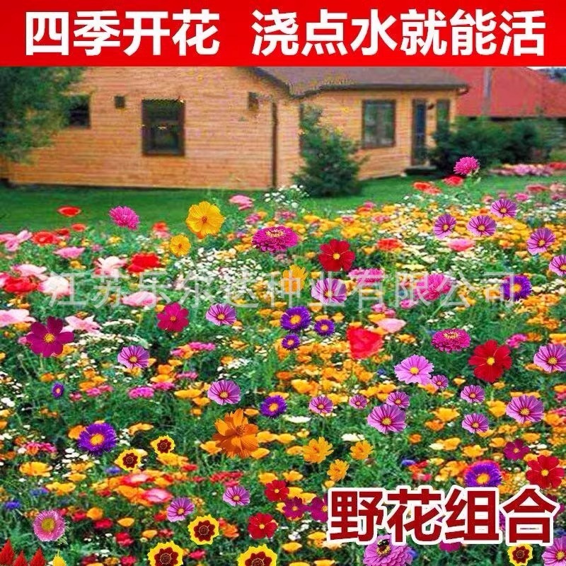 野花组合花种子四季播种开花易活格桑花波斯菊花种籽子太阳花种孑