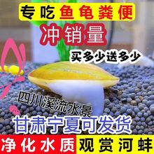 淡水黄金蚬净水大河蚌溪蚬净水鱼缸净化除绿水活物净化水质河蚌