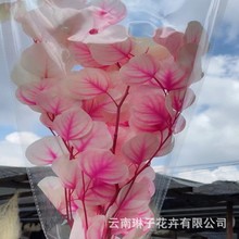 永生苹果叶干花花束漂色尤加利圆叶家居装饰婚庆布置插花配材