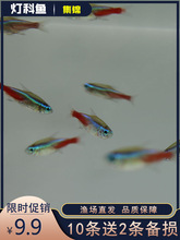 红绿灯鱼活体鱼苗红鼻剪刀鱼宝莲灯鱼草缸群游观赏鱼热带鱼小型鱼