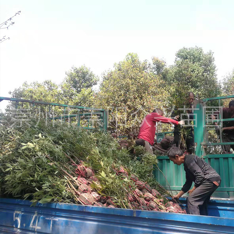 88元150000棵可售立即订购加入进货单买家服务支付方式金丝楠木的视频