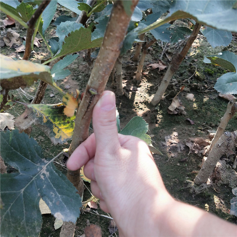 无籽山楂苗山楂树苗批发 当年结果大棉球 甜红子大金星山楂树价格