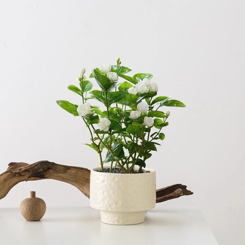 茉莉花盆栽植物带花苞室内桌面绿植开花特级浓香型四季老桩树苗