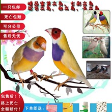 保姆鸟十姐妹七彩文鸟金背灰白文鸟灰白珍珠手养下蛋观赏鸟鸟