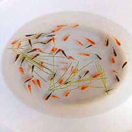 鱼苗水花金鱼幼鱼小活鱼观赏鱼小型冷水淡水鱼2021好养金鱼小鱼苗