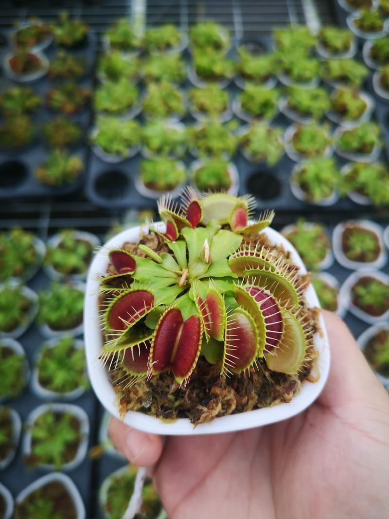超大捕蝇草盆栽食人花食蝇草猪笼草食虫植物捕虫草室内驱蚊阳台盆