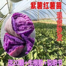高产紫薯苗种山芋种苗紫罗兰红著苗秧红薯叶苗脱毒地瓜秧苗红署苗