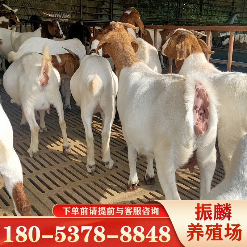 波尔山羊一只 纯种萨能奶山羊羊羔杜泊绵羊波尔山羊-阿里巴巴