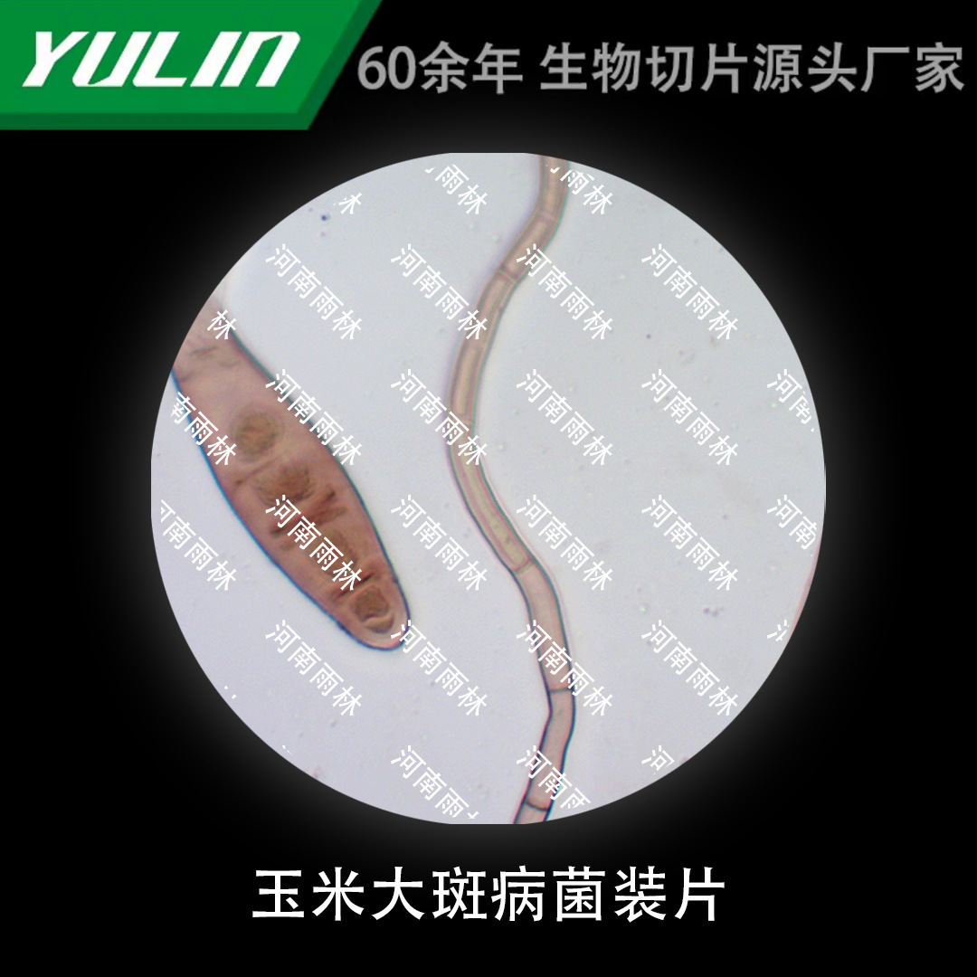 玉米大斑病菌装片生物显微镜标本动物植物细胞载玻片观察实验高校