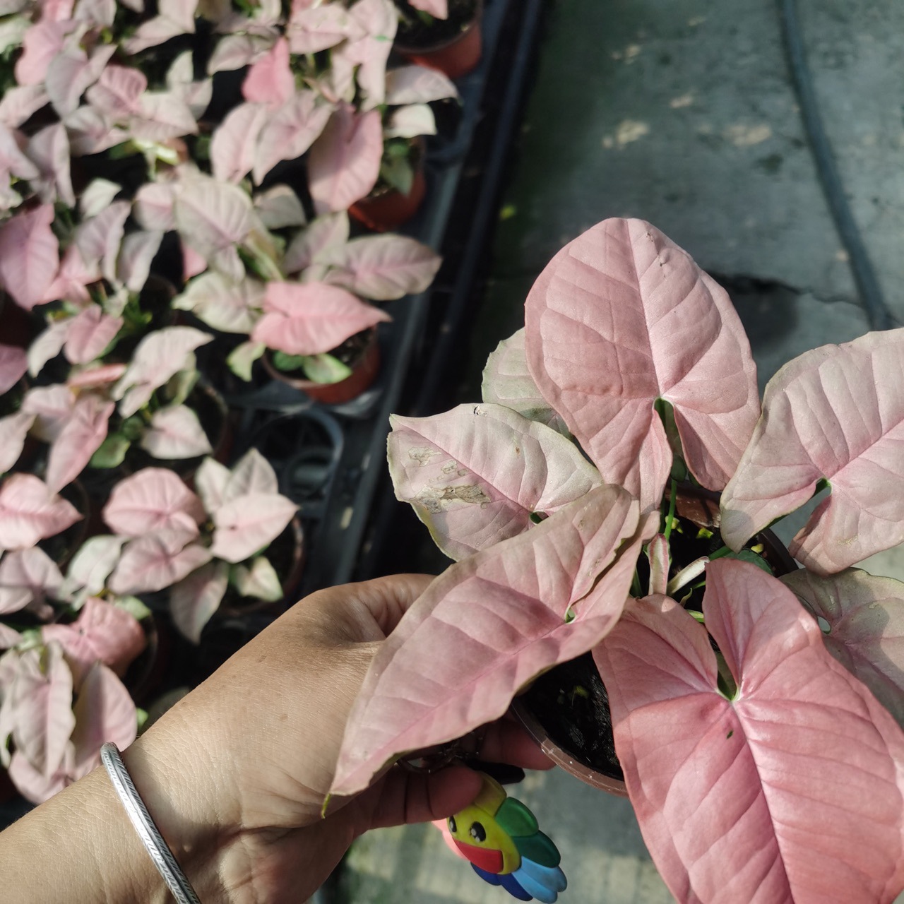 红粉佳人彩叶芋批发合果芋