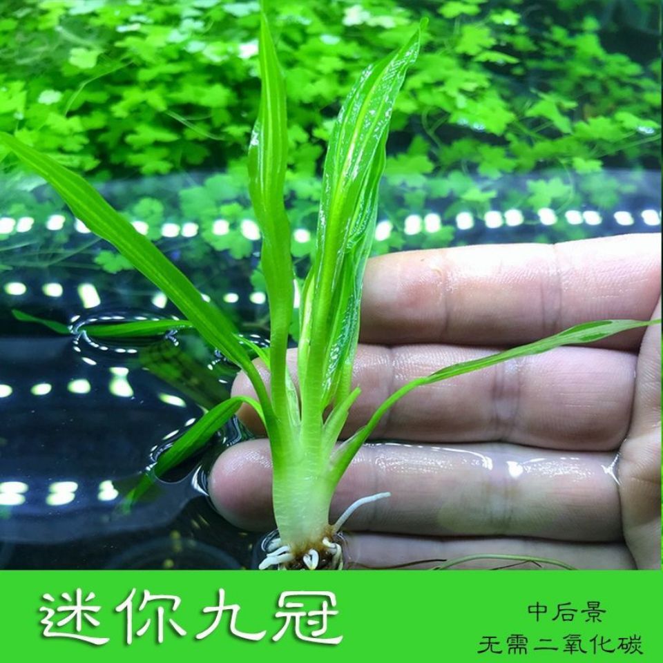 一袋10颗水下叶迷你九冠前景草鱼缸活体水草真水草批发-阿里巴巴