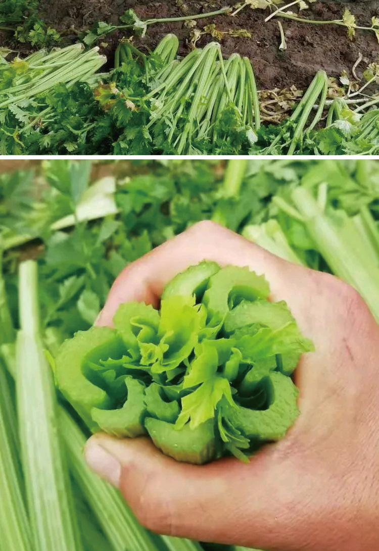 常丰美国西芹(文图拉)种子大棵纤维少西芹种籽大叶片芹菜籽批发