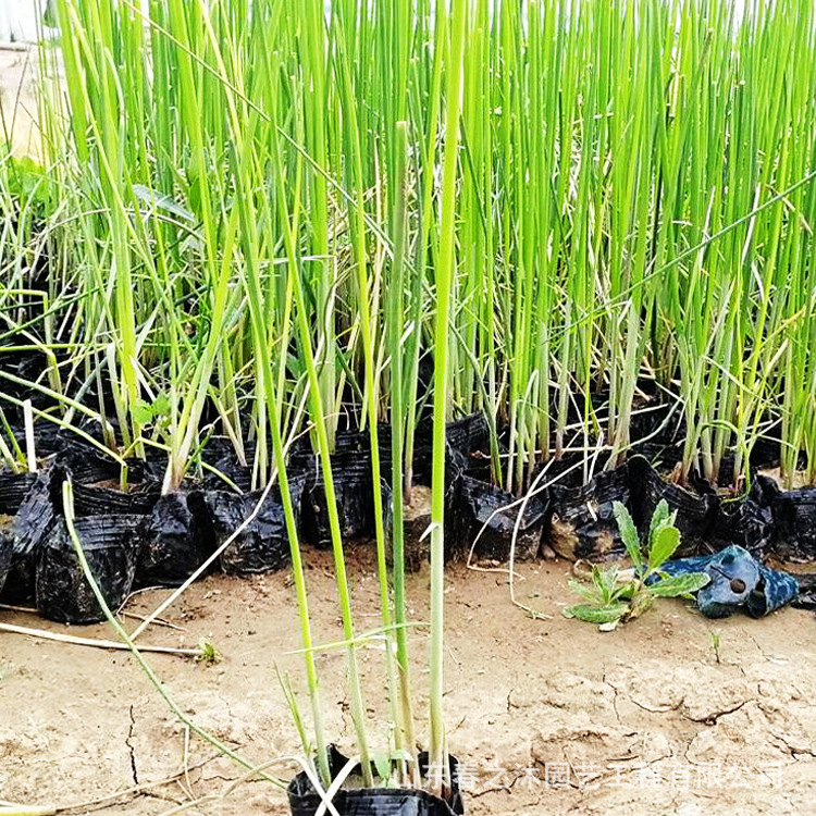 湖边浅水塘葱蒲水生植物水丈葱苗圃批发河道绿化景观水处理水葱苗