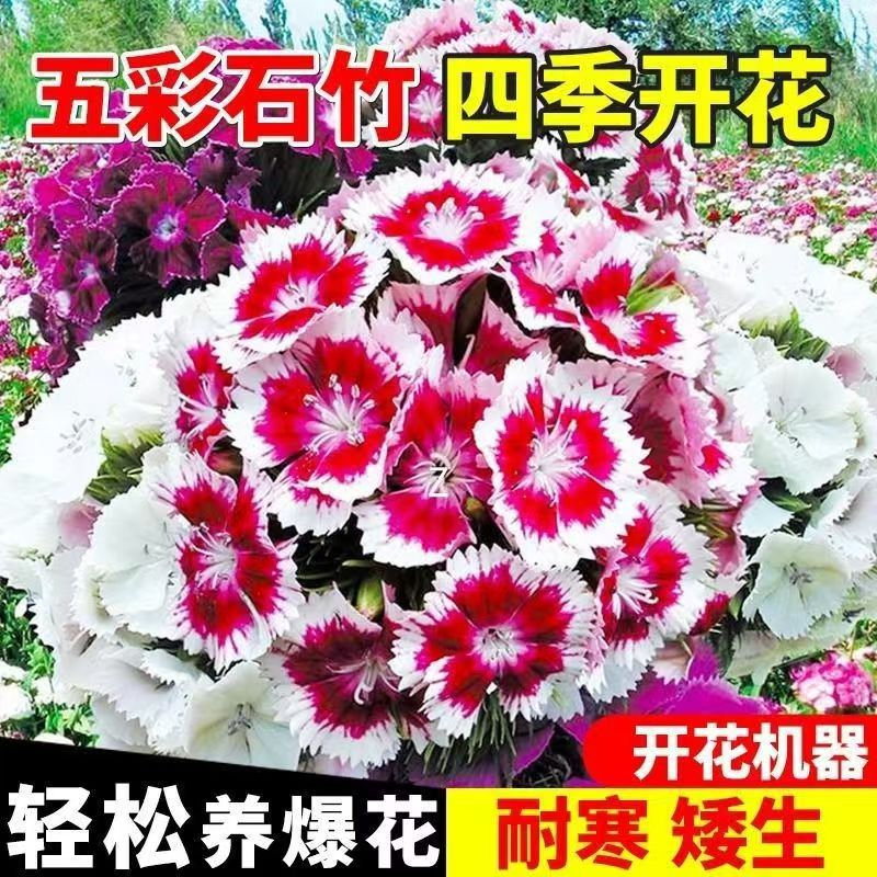 五彩石竹花种子欧石竹花籽子耐高温耐寒矮生阳台庭院四季播种开花