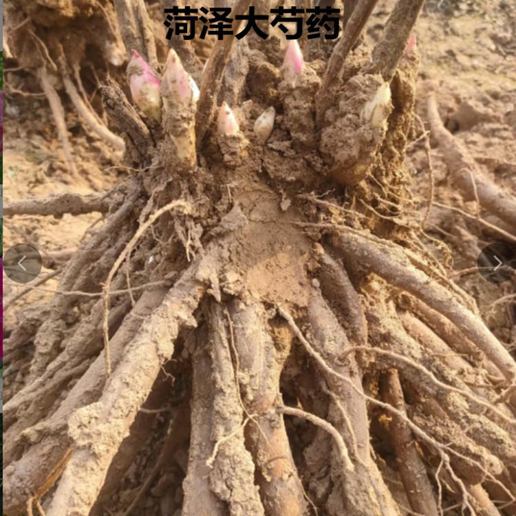 观赏芍药花苗带根多年生重瓣大花绿植庭院盆栽芍药花根块地栽花海