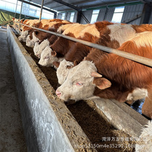 改良西门塔尔肉牛犊牛苗西门塔尔牛犊鲁西黄牛活体出售