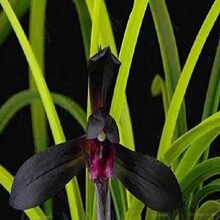 兰花春兰 黑美人品种  苗壮根好