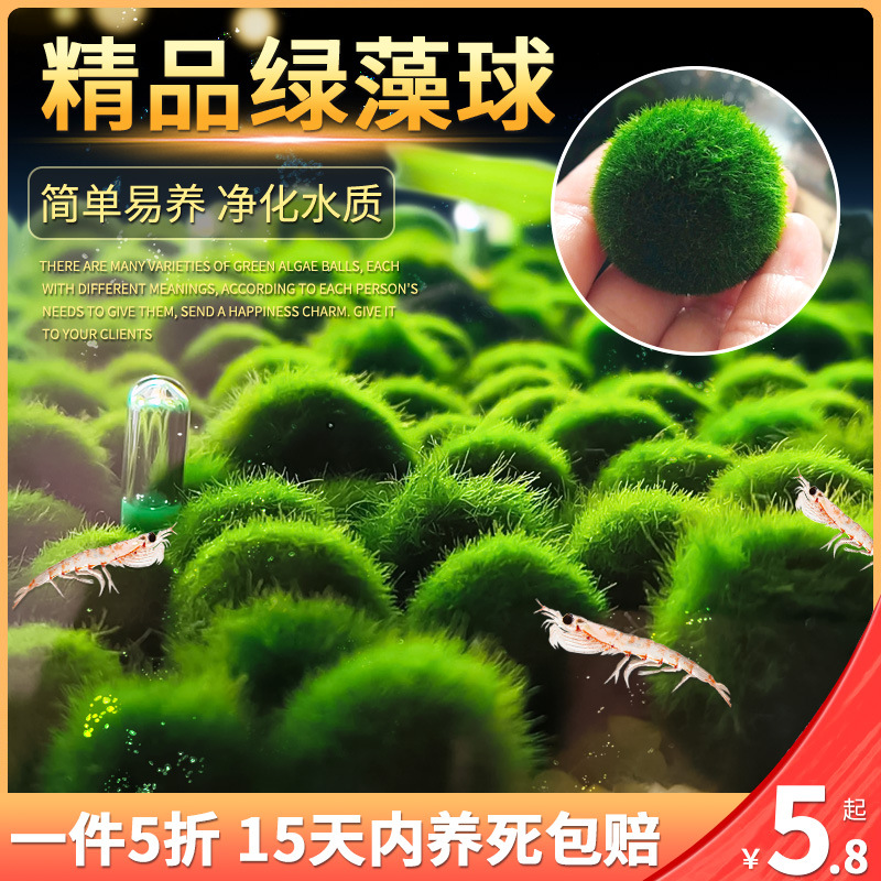 绿藻球水草植物鱼缸造景摆件阴性海藻球水藻球迷你微景观缸-阿里巴巴