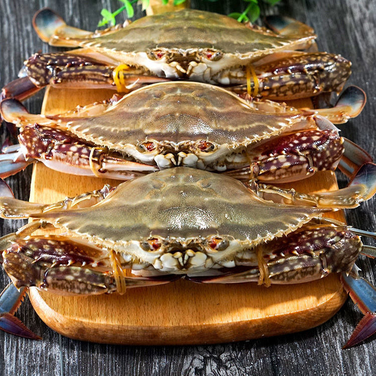 鲜活梭子蟹冷冻螃蟹活体母蟹鲜冻螃蟹水产梭子蟹海蟹母蟹飞蟹冻品
